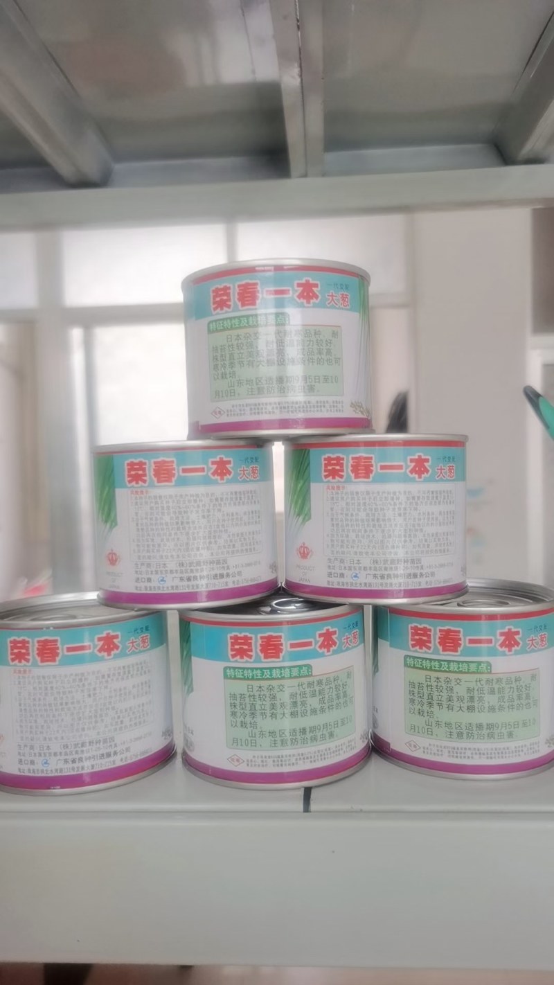 山东青岛胶东铁杆纲葱