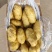 山东青岛荷兰十五土豆现挖现发保质保量实力代办