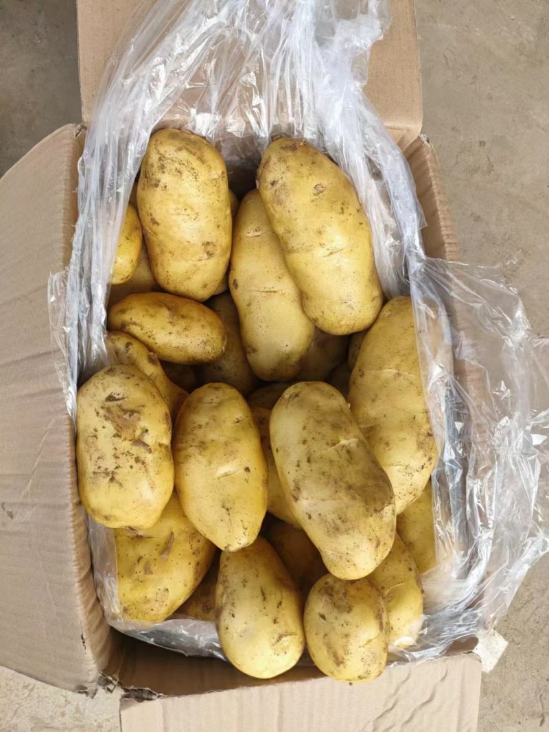 山东青岛荷兰十五土豆现挖现发保质保量实力代办