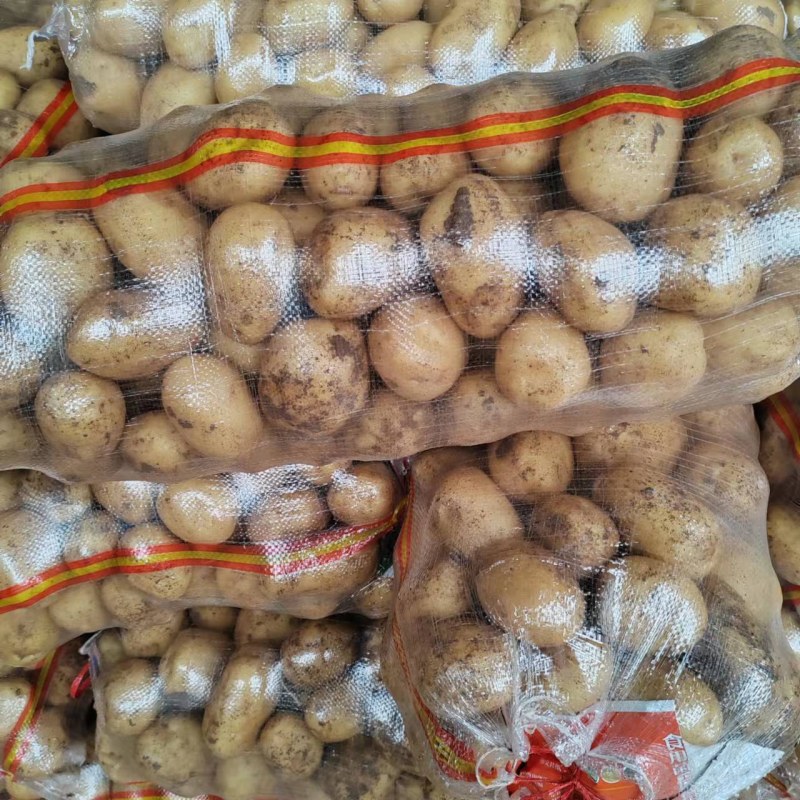 山东青岛荷兰十五土豆现挖现发保质保量实力代办
