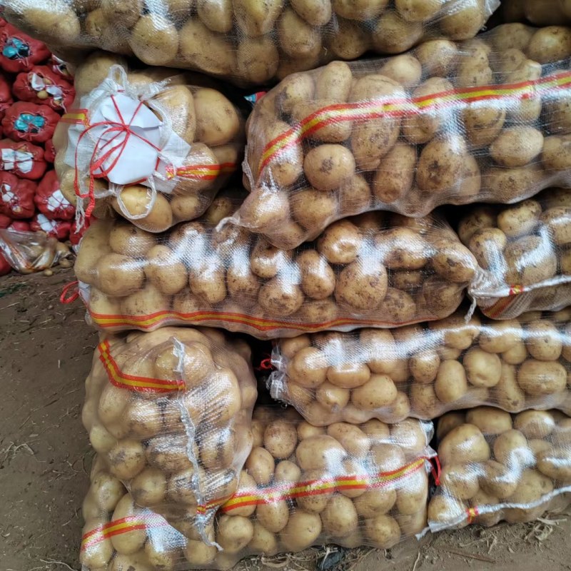 山东青岛荷兰十五土豆现挖现发保质保量实力代办