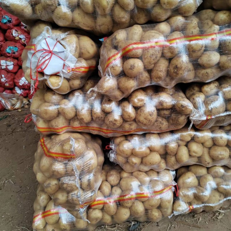 山东青岛荷兰十五土豆现挖现发保质保量实力代办