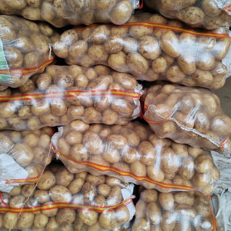 山东青岛荷兰十五土豆现挖现发保质保量实力代办