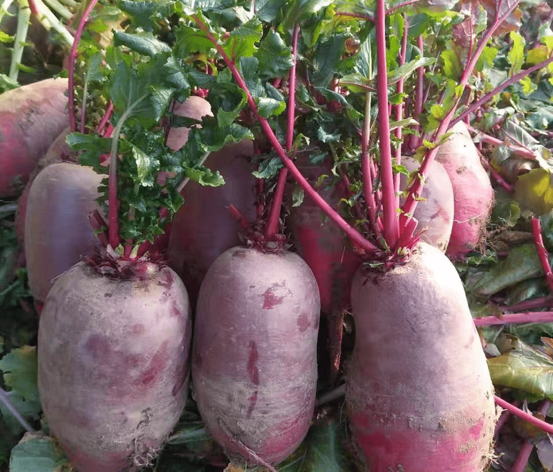 星光紫美人水果萝卜种子沙窝甜脆种籽秋冬季蔬菜种孑红萝卜