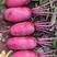 星光紫美人水果萝卜种子沙窝甜脆种籽秋冬季蔬菜种孑红萝卜