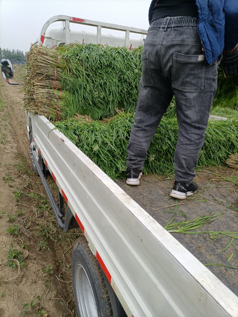 毛韭菜质量杠杠的，欢迎各位老板订货！