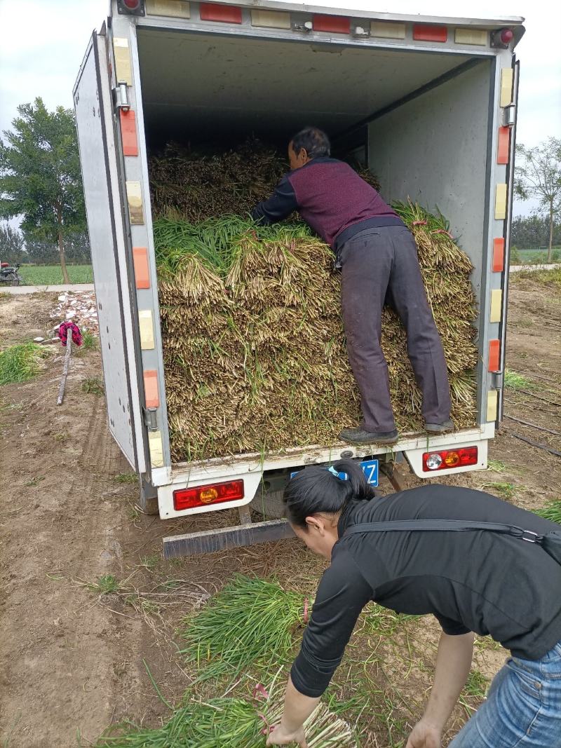 毛韭菜质量杠杠的，欢迎各位老板订货！