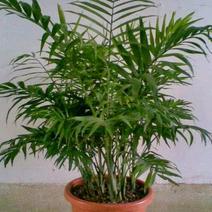 袖珍椰子苗【较抗性的室内植物，也可以放在室外】