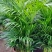 袖珍椰子苗【较抗性的室内植物，也可以放在室外】
