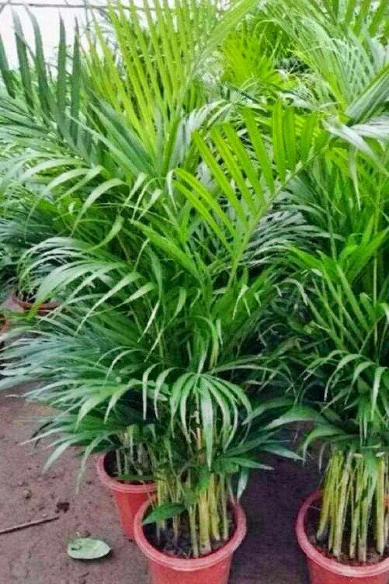 袖珍椰子苗【较抗性的室内植物，也可以放在室外】