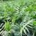 袖珍椰子苗【较抗性的室内植物，也可以放在室外】