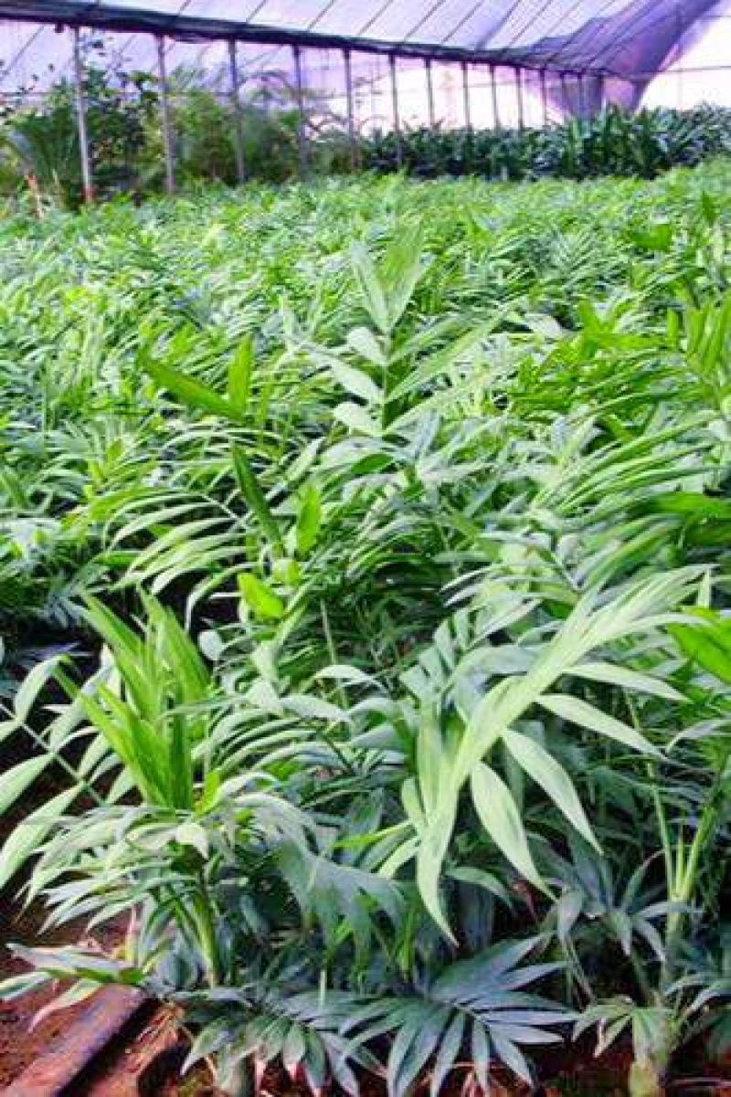 袖珍椰子苗【较抗性的室内植物，也可以放在室外】