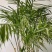 袖珍椰子苗【较抗性的室内植物，也可以放在室外】