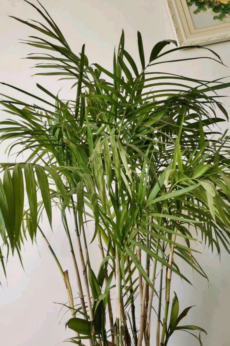 袖珍椰子苗【较抗性的室内植物，也可以放在室外】