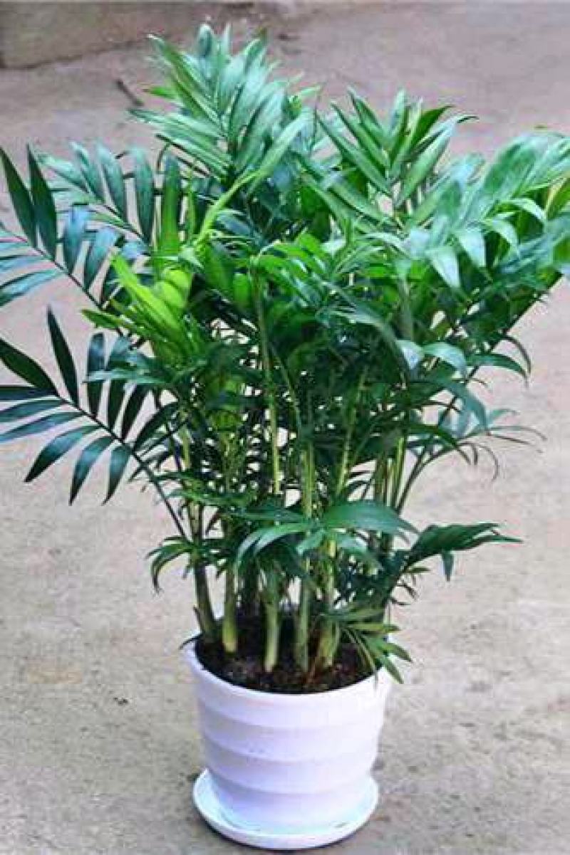 袖珍椰子苗【较抗性的室内植物，也可以放在室外】