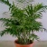 袖珍椰子苗【较抗性的室内植物，也可以放在室外】