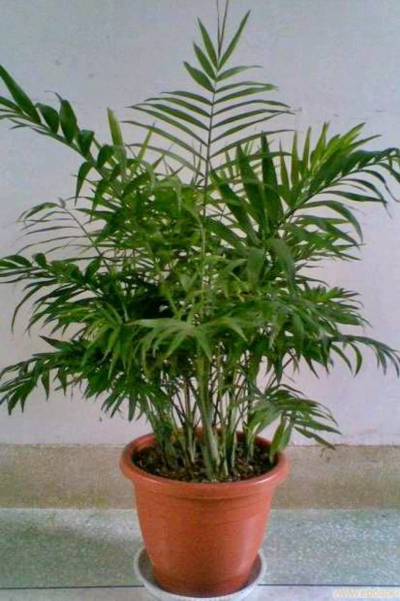 袖珍椰子苗【较抗性的室内植物，也可以放在室外】