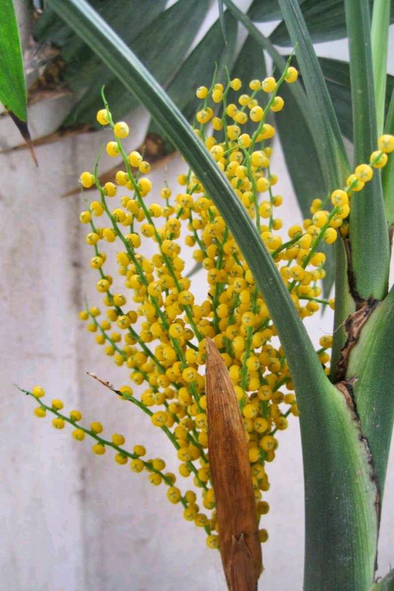 袖珍椰子苗【较抗性的室内植物，也可以放在室外】
