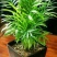 袖珍椰子苗【较抗性的室内植物，也可以放在室外】