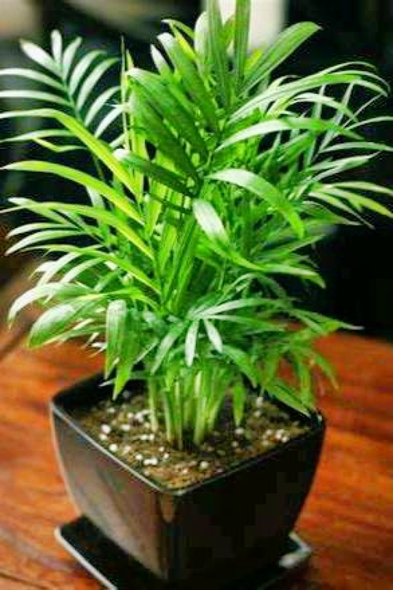 袖珍椰子苗【较抗性的室内植物，也可以放在室外】