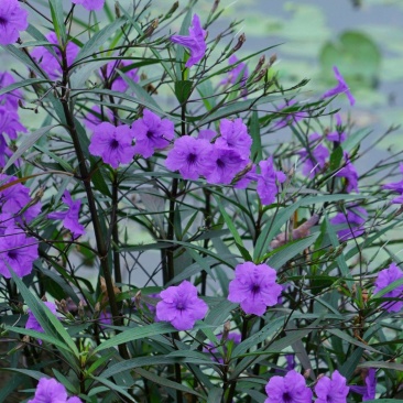 翠芦利苗【一种抗性很好开紫蓝色花的植物，翠芦利】