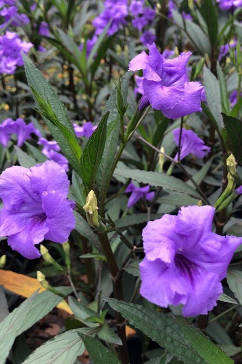 翠芦利苗【一种抗性很好开紫蓝色花的植物，翠芦利】