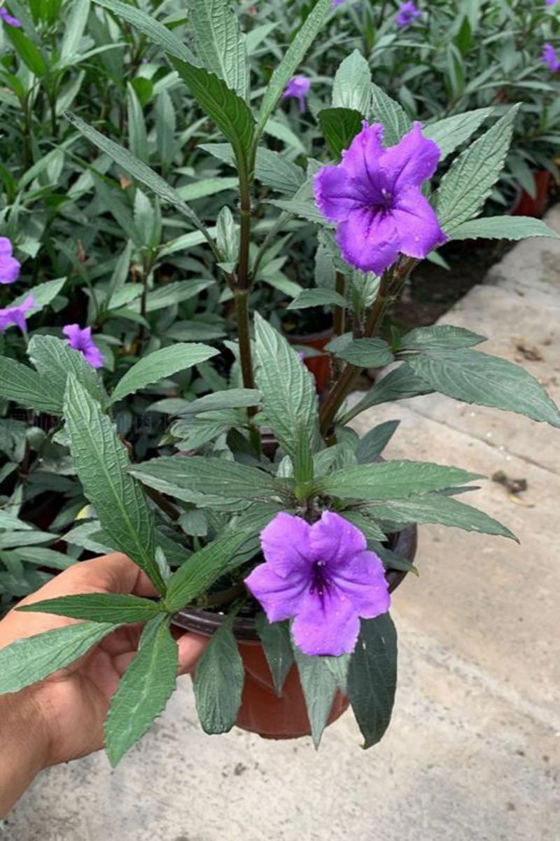 翠芦利苗【一种抗性很好开紫蓝色花的植物，翠芦利】