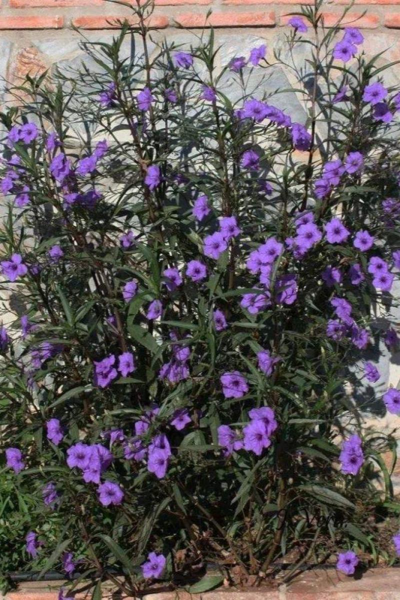 翠芦利苗【一种抗性很好开紫蓝色花的植物，翠芦利】