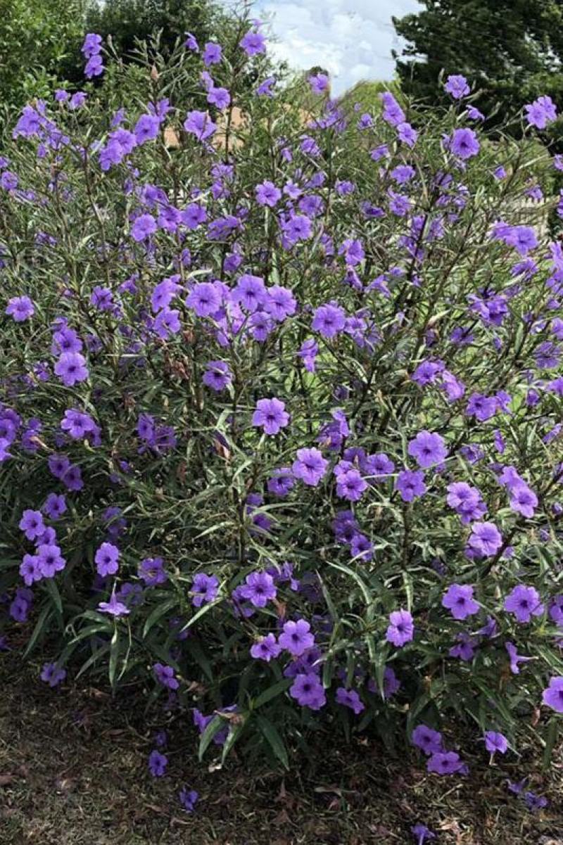 翠芦利苗【一种抗性很好开紫蓝色花的植物，翠芦利】