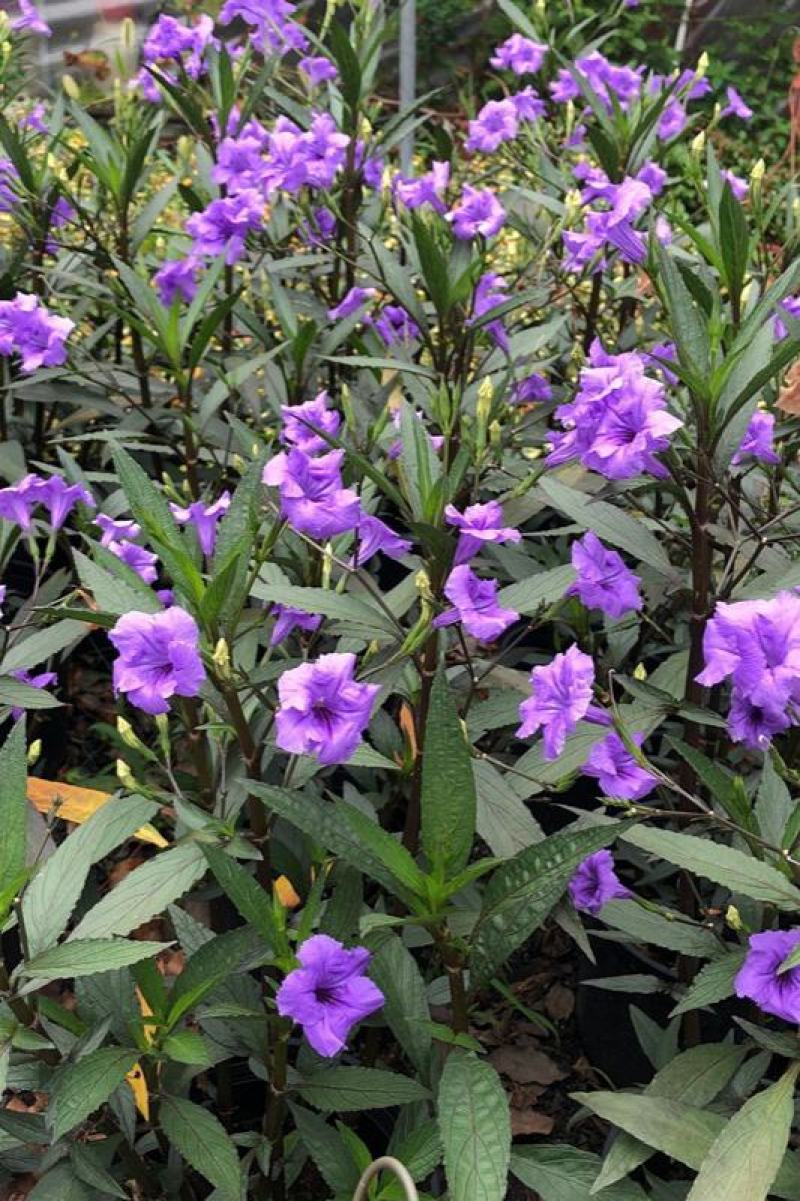 翠芦利苗【一种抗性很好开紫蓝色花的植物，翠芦利】