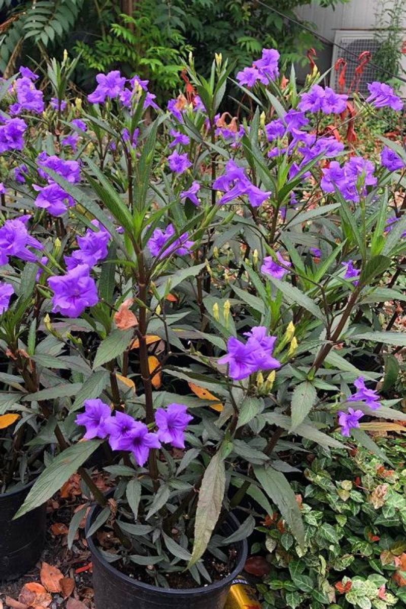 翠芦利苗【一种抗性很好开紫蓝色花的植物，翠芦利】