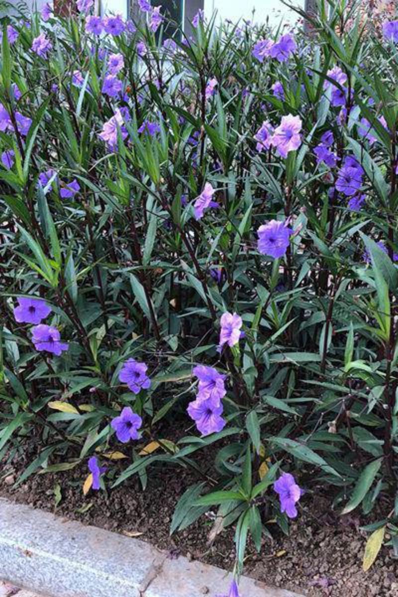 翠芦利苗【一种抗性很好开紫蓝色花的植物，翠芦利】