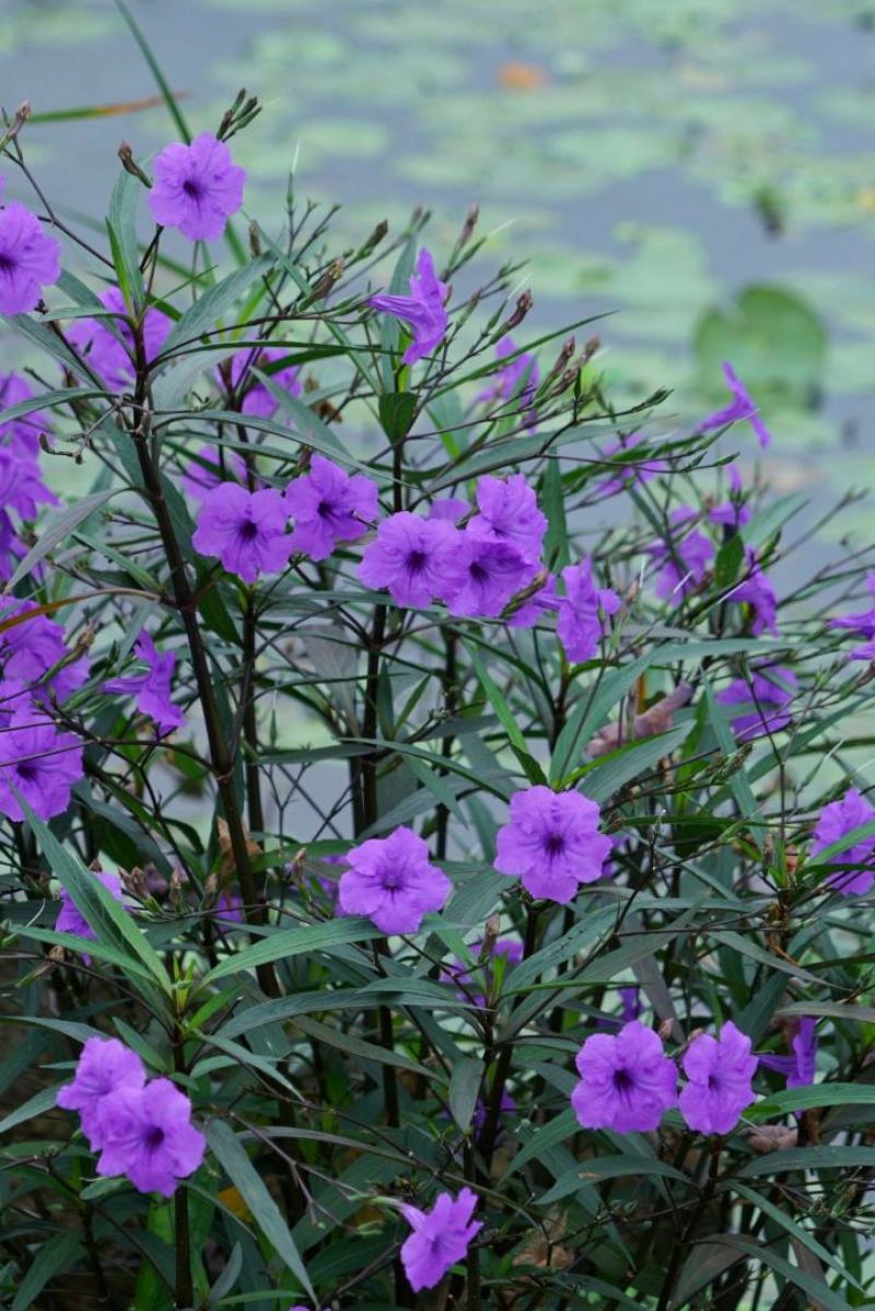 翠芦利苗【一种抗性很好开紫蓝色花的植物，翠芦利】