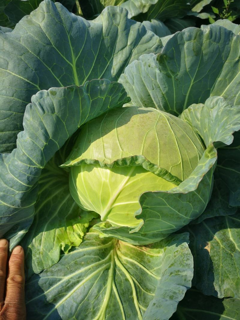 精品甘蓝菜大量上市了有需要的联系我