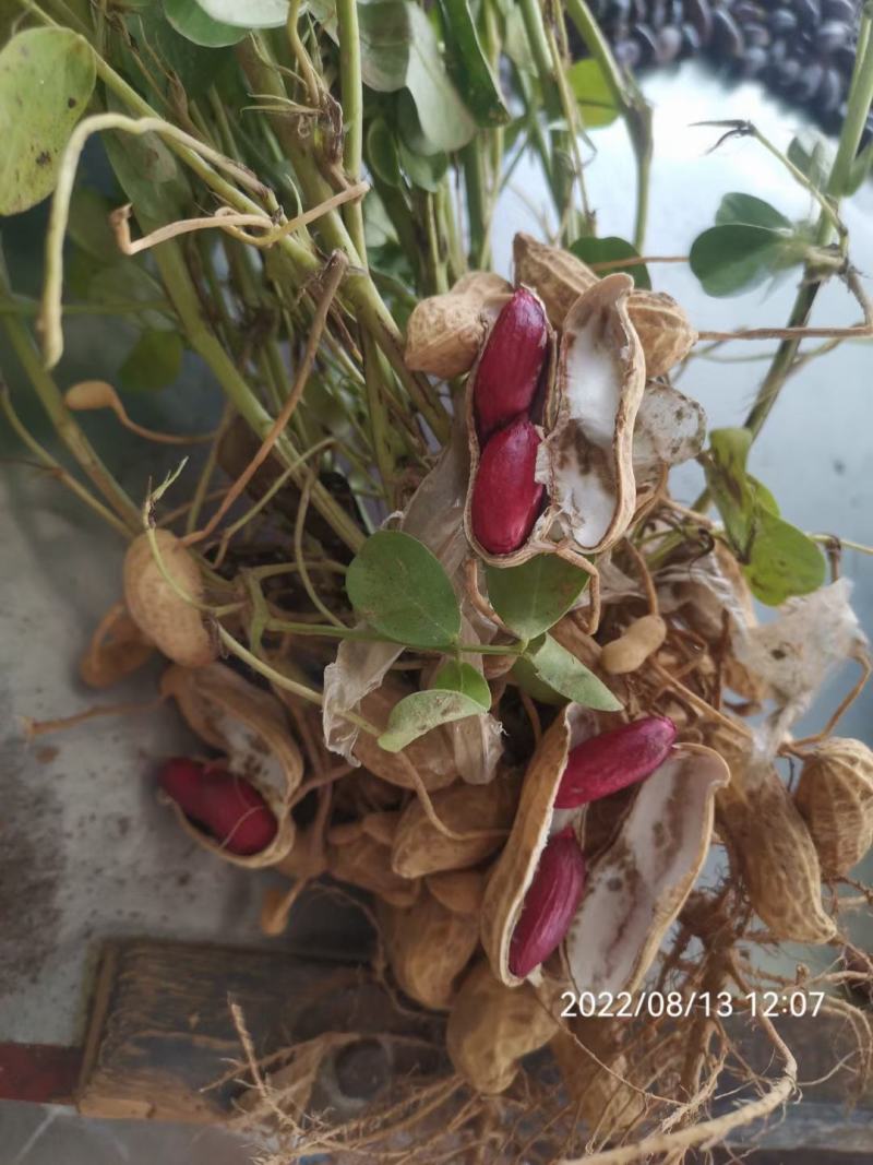 黑花生米，富含花青素等元素，口感特香，脆柔，’营养丰富，