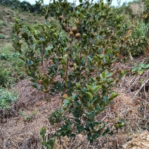 油茶鲜果自己的种植基地，