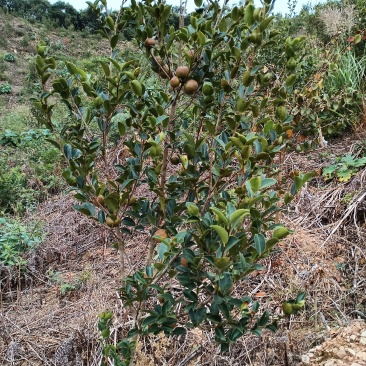 油茶鲜果自己的种植基地，