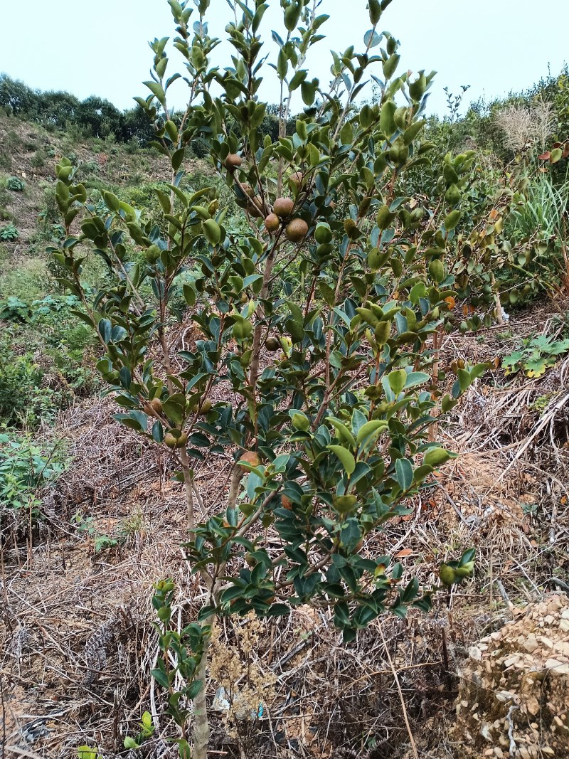 油茶鲜果自己的种植基地，