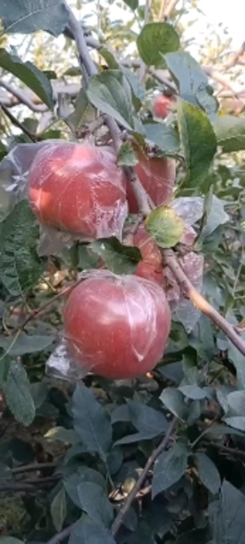 国红苹果大量有货颜色好口感甜有要的欢迎前