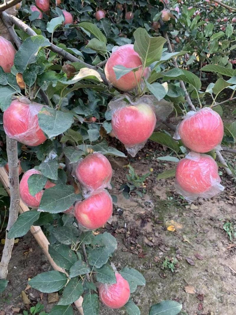 国红苹果大量有货颜色好口感甜有要的欢迎前