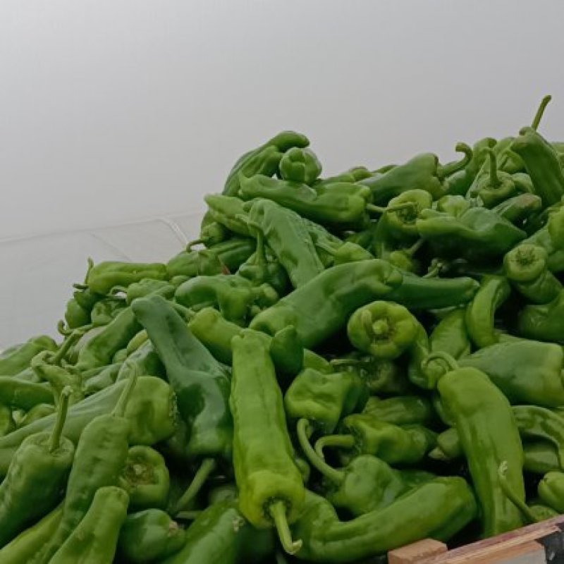 大量供应各种鲜辣椒一手货源诚信经营品质保证可视频看货