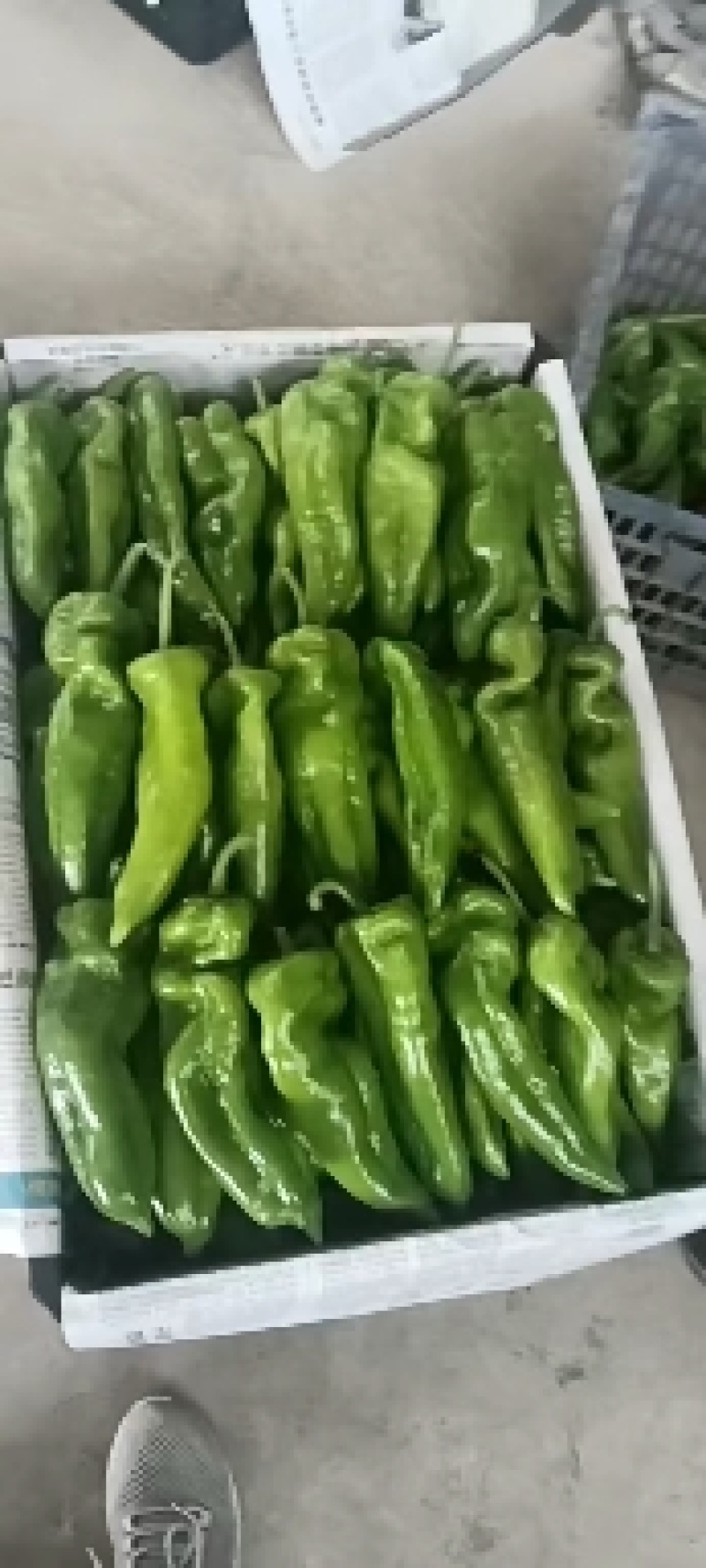 大量供应各种鲜辣椒一手货源诚信经营品质保证可视频看货