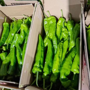 大量供应各种鲜辣椒一手货源诚信经营品质保证可视频看货