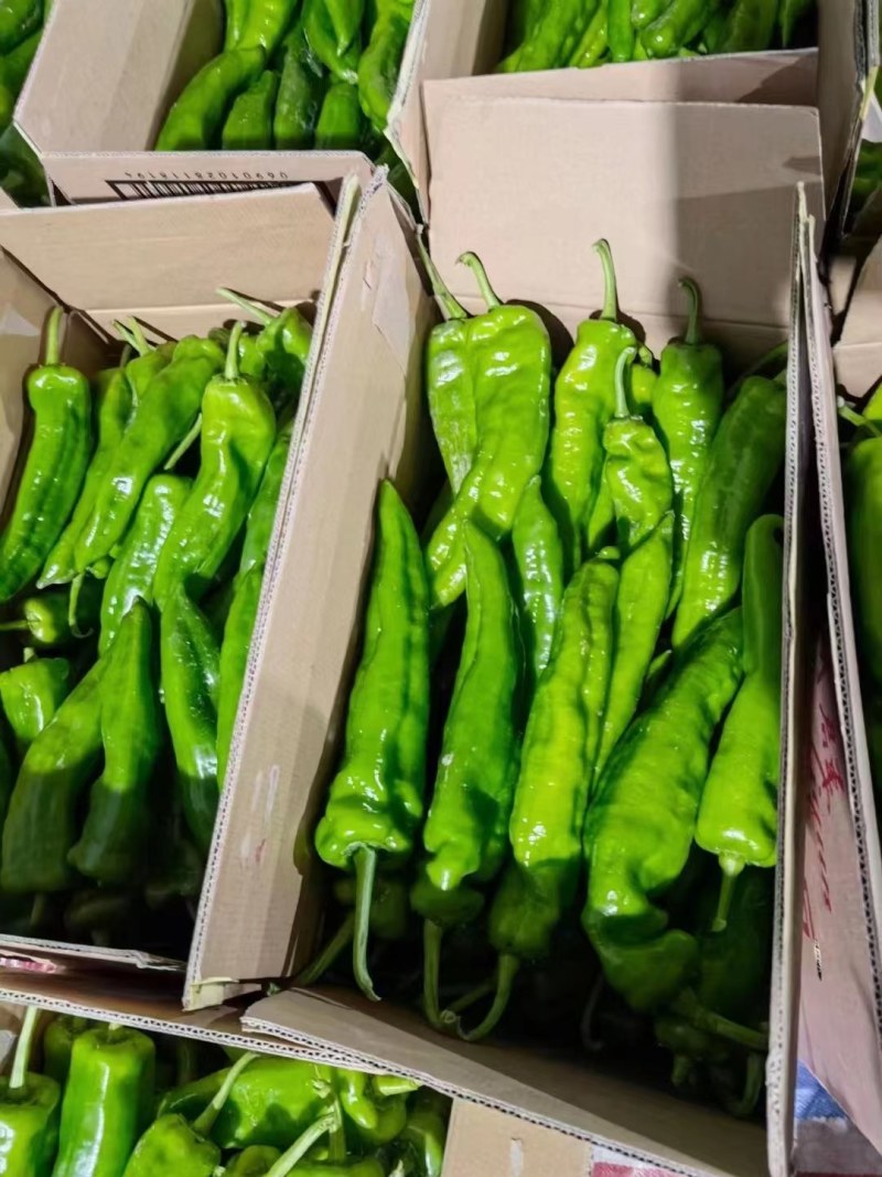 大量供应各种鲜辣椒一手货源诚信经营品质保证可视频看货