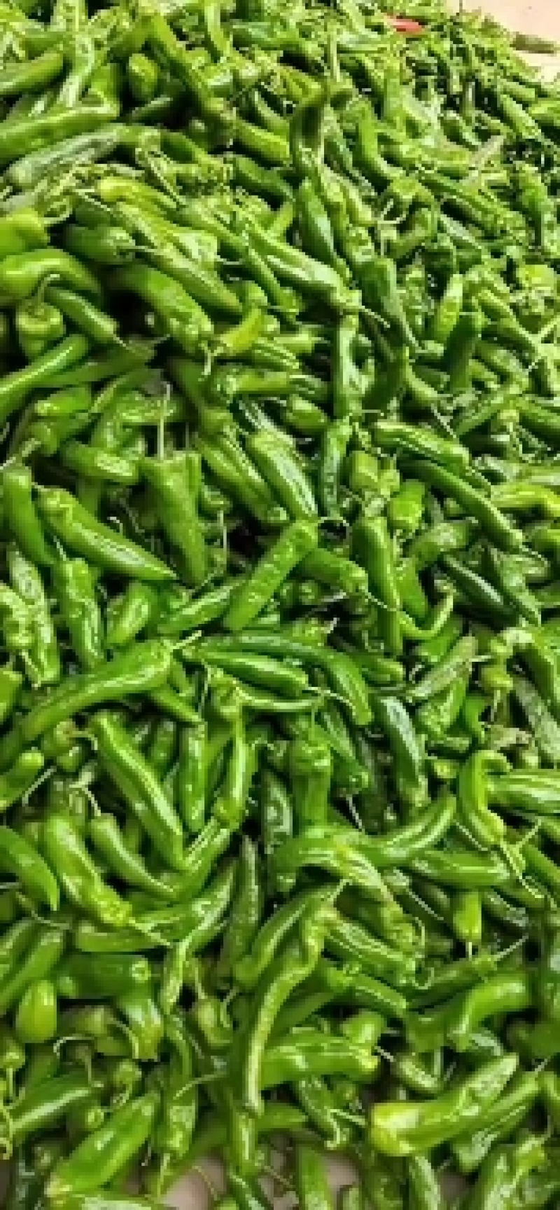 大量供应各种鲜辣椒一手货源诚信经营品质保证可视频看货