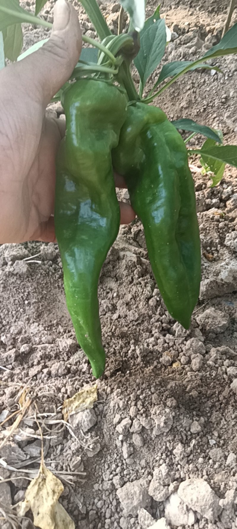 大量供应各种鲜辣椒一手货源诚信经营品质保证可视频看货