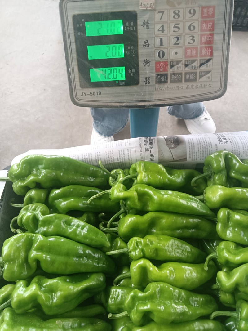 大量供应各种鲜辣椒一手货源诚信经营品质保证可视频看货