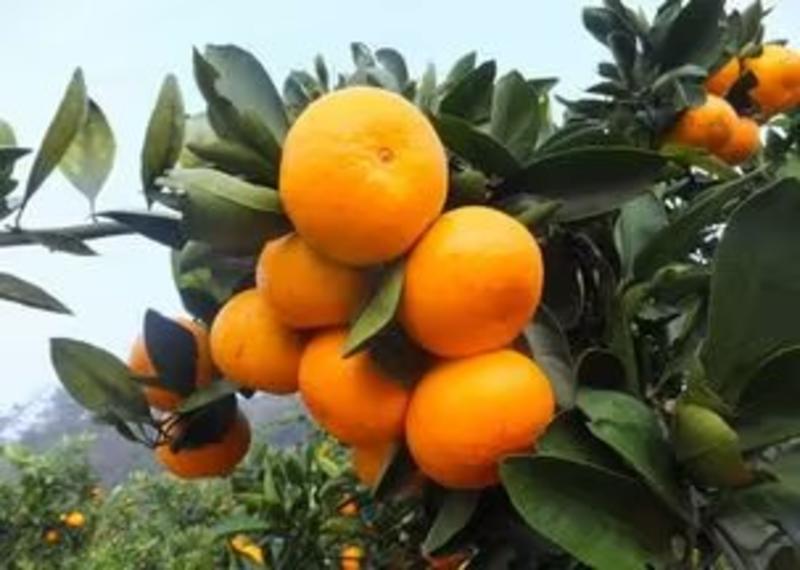 优质柑橘欢迎你！大货源好品质！诚信代办欢迎合作！