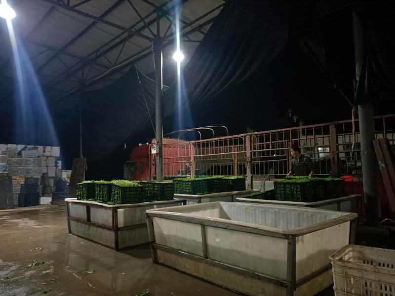 精品豌豆尖大量上市中需要的老板赶紧联系货源稳定