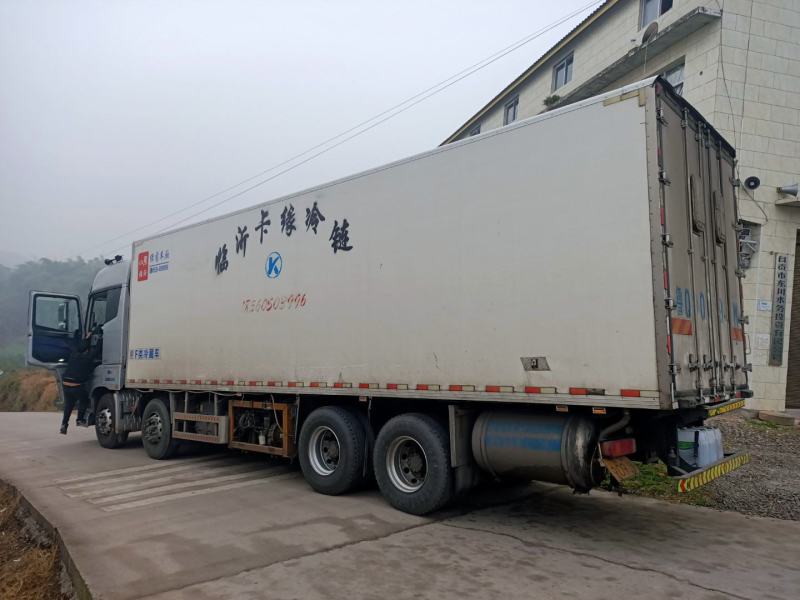 精品豌豆尖大量上市中需要的老板赶紧联系货源稳定
